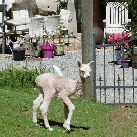 Bed and Breakfast Lazy Days Rancon Esterno foto